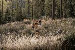 Ciock_Vedeler_23-23